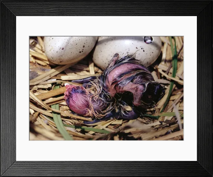 Framed Print : Coot HDD 334 Hatching series 7 of 7 Fulica atra © Hans D. Dossenbach / ardea. com Framed Print : Coot HDD 334 Hatching series 7 of 7 Fulica atra © Hans D. Dossenbach / ardea. com