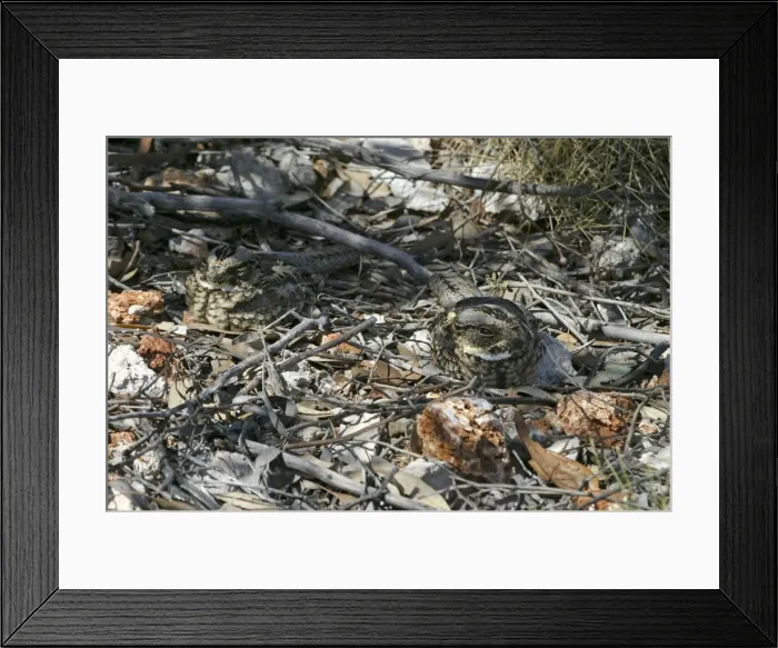 Framed Print : Spotted Nightjars - camouflaged pair sleeping at the base of a Mulga bush - St Teresa's Rd, Alice Springs, Northern Territory, Australia Framed Print : Spotted Nightjars - camouflaged pair sleeping at the base of a Mulga bush - St Teresa's Rd, Alice Springs, Northern Territory, Australia