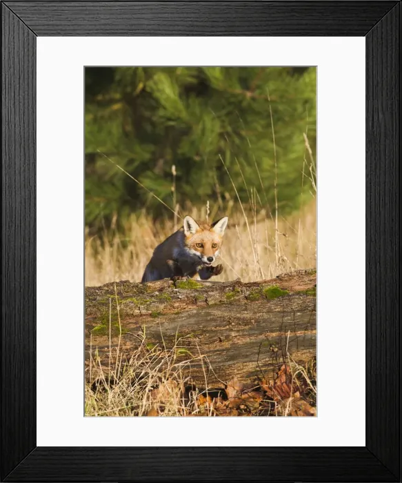 Framed Print : Red Fox - jumping over log - controlled conditions 15084 Framed Print : Red Fox - jumping over log - controlled conditions 15084