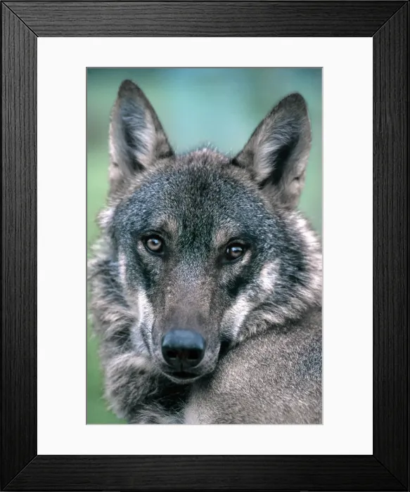 Framed Print : European Wolf - private farm - Sweden Framed Print : European Wolf - private farm - Sweden