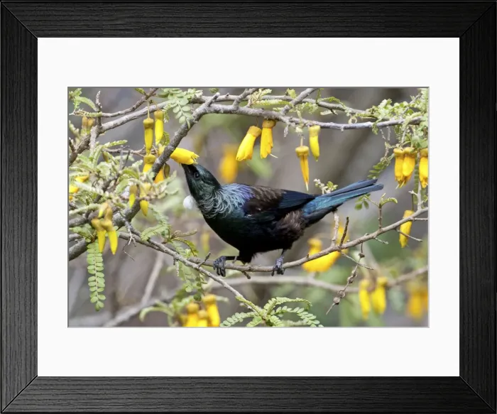 Framed Print : Tui - feeding on Kowhai blossom - Tiritiri Matangi Island - Hauraki Gulf - New Zealand Framed Print : Tui - feeding on Kowhai blossom - Tiritiri Matangi Island - Hauraki Gulf - New Zealand