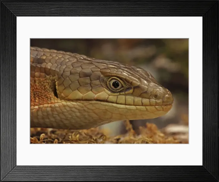 Framed Print : Southern Alligator Lizard - close-up of head - Oregon - USA - Native to the pacific coast of North America Framed Print : Southern Alligator Lizard - close-up of head - Oregon - USA - Native to the pacific coast of North America