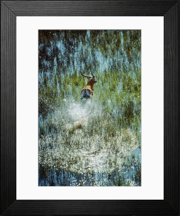Framed Print : Red Lechwe CRH 408 Splashing through the lagoon - Okavango Delta, Botswana Kobus leche © Chris Harvey / ardea. com Framed Print : Red Lechwe CRH 408 Splashing through the lagoon - Okavango Delta, Botswana Kobus leche © Chris Harvey / ardea. com
