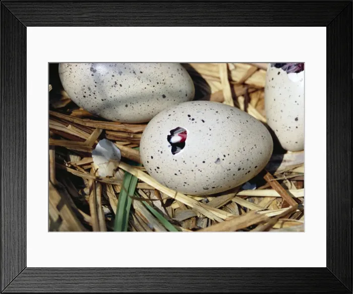 Framed Print : Coot HDD 328 Hatching series 1 of 7 Fulica atra © Hans D. Dossenbach / ardea. com Framed Print : Coot HDD 328 Hatching series 1 of 7 Fulica atra © Hans D. Dossenbach / ardea. com