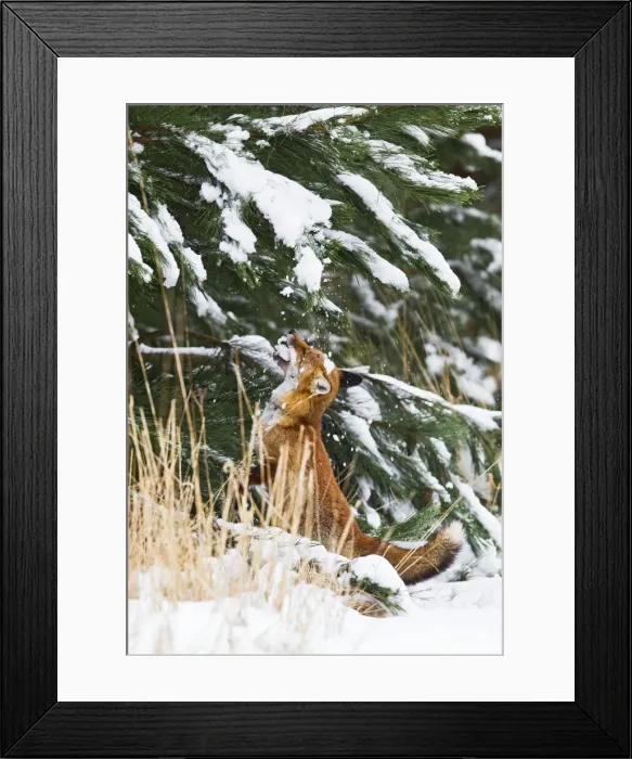 Framed Print : Red Fox - investigates snow covered tree - controlled conditions 15566 Framed Print : Red Fox - investigates snow covered tree - controlled conditions 15566
