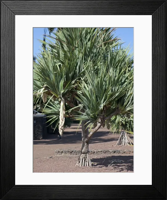Framed Print : Common Screwpine - Tenerife Framed Print : Common Screwpine - Tenerife