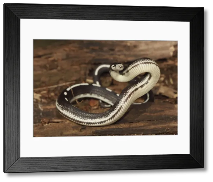Framed Print : California Kingsnake (striped phase) - controlled conditions - USA Framed Print : California Kingsnake (striped phase) - controlled conditions - USA