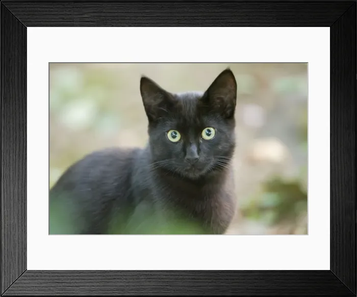 Framed Print : Cat - semi-feral - Oregon - USA Framed Print : Cat - semi-feral - Oregon - USA