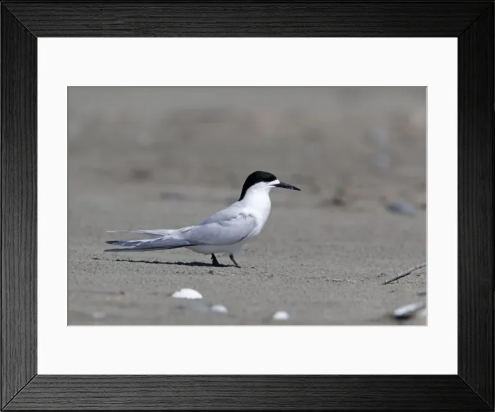 Framed Print : White-fronted Tern - Ashley River estuary - Canterbury - New Zealand Framed Print : White-fronted Tern - Ashley River estuary - Canterbury - New Zealand
