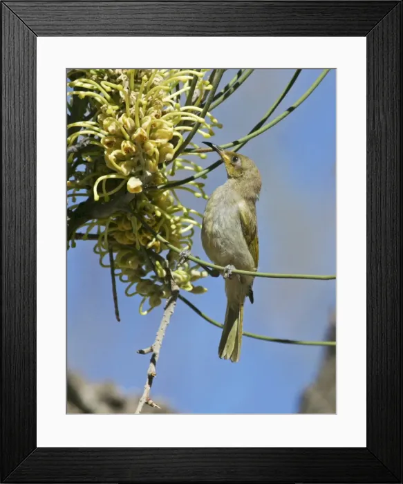 Framed Print : Brown Honeyeater - feeding on Long-leaved Corkwood. Hakea suberea. Ormiston Gorge, West MacDonnell National Park, Nthn Territory, Australia Framed Print : Brown Honeyeater - feeding on Long-leaved Corkwood. Hakea suberea. Ormiston Gorge, West MacDonnell National Park, Nthn Territory, Australia