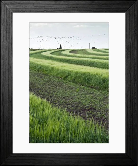 Framed Print : Historic example of strip farming - Isle of Axholme - Lincolnshire - UK Framed Print : Historic example of strip farming - Isle of Axholme - Lincolnshire - UK