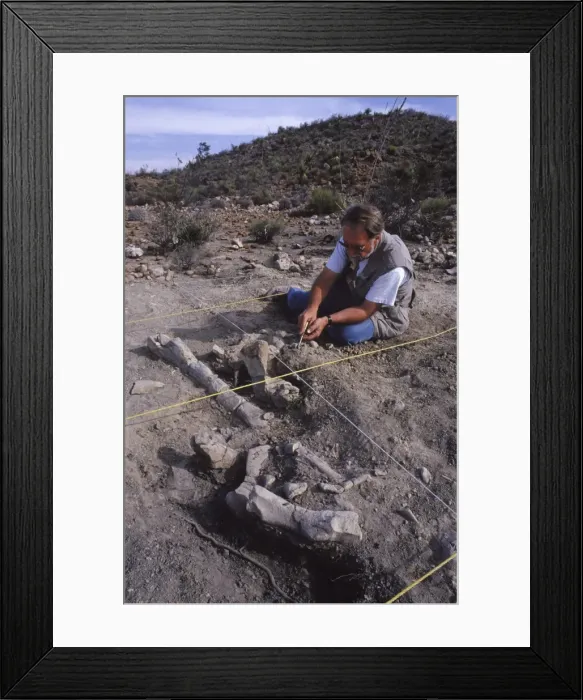 Framed Print : Dinosaur: excavating a Hadrosaur skeleton. Upper Cretaceous sediments. Dig located outside the village of Rincon Colorado, near Saltillo, Coahuila State, Mexico. In the early 1990's Framed Print : Dinosaur: excavating a Hadrosaur skeleton. Upper Cretaceous sediments. Dig located outside the village of Rincon Colorado, near Saltillo, Coahuila State, Mexico. In the early 1990's
