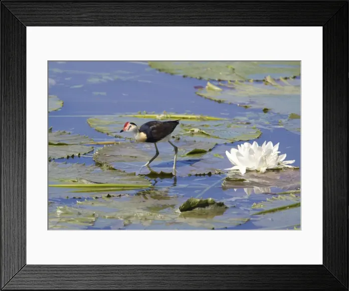Framed Print : Comb-crested Jacana / Lotusbird / Lilytrotter - Cumberland dam, northwest Queensland, Australia Framed Print : Comb-crested Jacana / Lotusbird / Lilytrotter - Cumberland dam, northwest Queensland, Australia