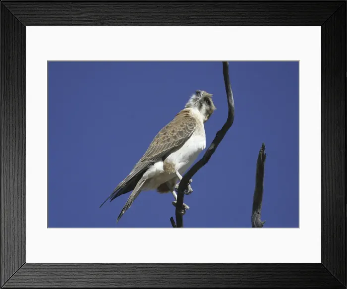 Framed Print : Brown Falcon - Near Alice Springs Nthn Territory, Australia Framed Print : Brown Falcon - Near Alice Springs Nthn Territory, Australia