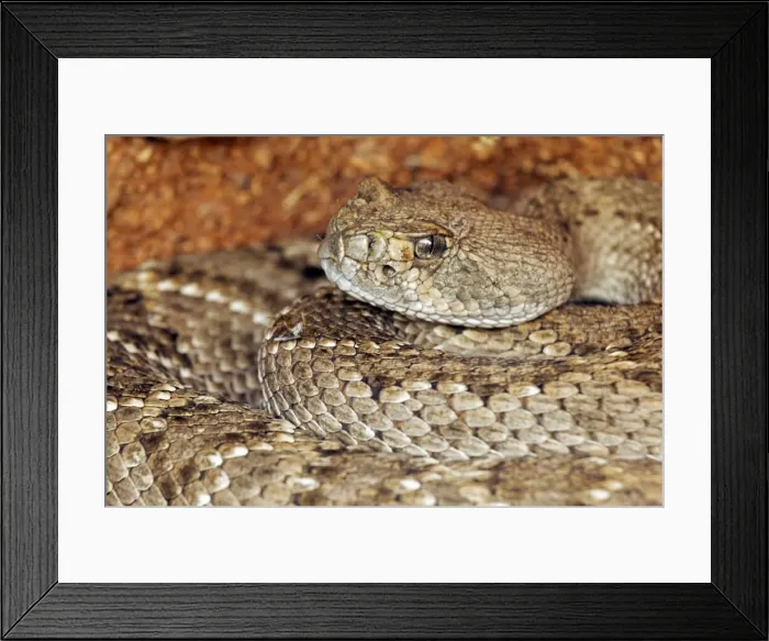 Framed Print : Western Diamond-backed Rattlesnake - emerging from winter hibernation site - March 2011 - Arizona - Sonoran desert Framed Print : Western Diamond-backed Rattlesnake - emerging from winter hibernation site - March 2011 - Arizona - Sonoran desert