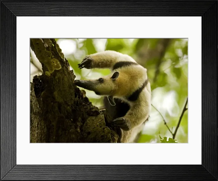 Framed Print : Northern Tamandua - feeding in tree - Costa Rica Framed Print : Northern Tamandua - feeding in tree - Costa Rica