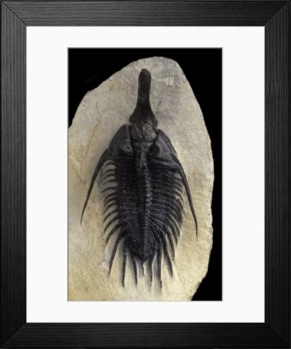 Framed Print : Fossil: Trilobite Size: total length: 12 cm Devonian Morocco Framed Print : Fossil: Trilobite Size: total length: 12 cm Devonian Morocco