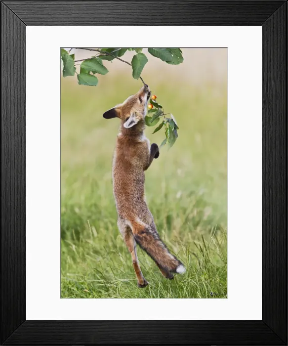 Framed Print : Red Fox - cub jumping to take cherries from tree - controlled conditions 14221 Framed Print : Red Fox - cub jumping to take cherries from tree - controlled conditions 14221