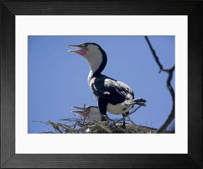 Framed Print : Pied Cormorant - on nest - Moenui Bay - Marlborough Sounds - New Zealand Framed Print : Pied Cormorant - on nest - Moenui Bay - Marlborough Sounds - New Zealand