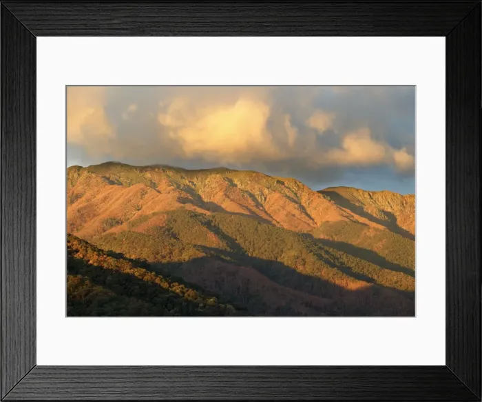 Framed Print : Mount Bogong JLR 52 Bogong high plains, North East Victoria, Australia © Jean-Marc La-Roque / ardea. com Framed Print : Mount Bogong JLR 52 Bogong high plains, North East Victoria, Australia © Jean-Marc La-Roque / ardea. com