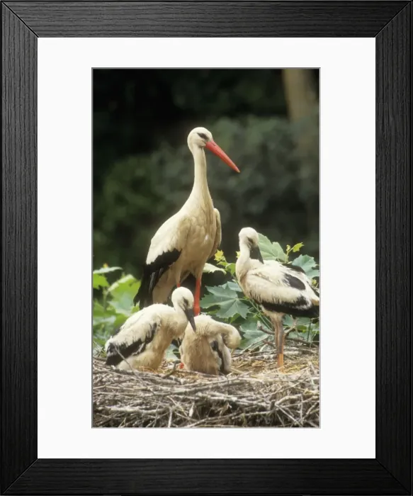 Framed Print : White Stork CAN 63 Parent with young at nest Ciconia c. © John Cancalosi / ardea. com Framed Print : White Stork CAN 63 Parent with young at nest Ciconia c. © John Cancalosi / ardea. com