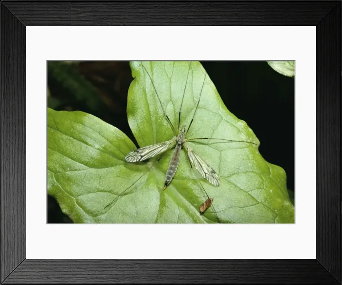 Framed Print : Crane Fly / Daddy Long Legs DWG 722 Damages crops Tipula paludosa © D. W. Greenslade / ardea. com Framed Print : Crane Fly / Daddy Long Legs DWG 722 Damages crops Tipula paludosa © D. W. Greenslade / ardea. com