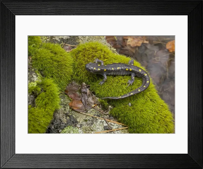 Framed Print : Spotted Salamander - at breeding pond in spring - Common in the eastern United States and Canada - New York - USA Framed Print : Spotted Salamander - at breeding pond in spring - Common in the eastern United States and Canada - New York - USA