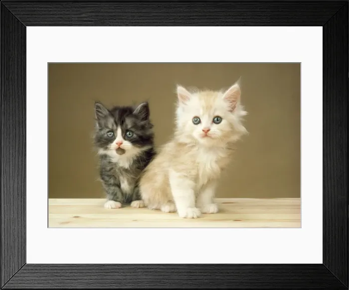 Framed Print : Cat - kittens Framed Print : Cat - kittens