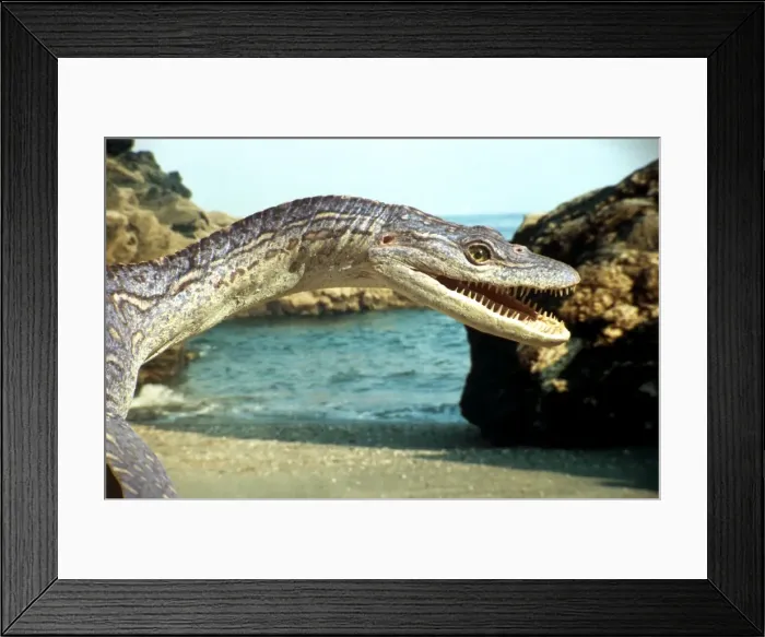 Framed Print : Prehistoric Reconstruction: Plesiosaurus macrocephalus - Adult crawling down beach to Jurassic sea Framed Print : Prehistoric Reconstruction: Plesiosaurus macrocephalus - Adult crawling down beach to Jurassic sea