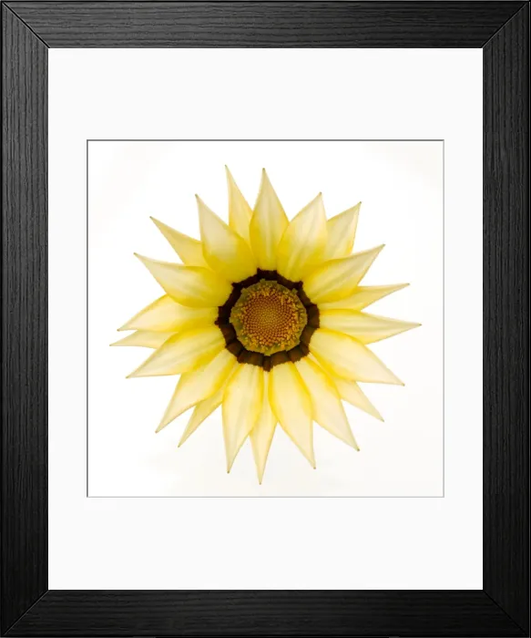 Framed Print : Gazania Flower - on white background Framed Print : Gazania Flower - on white background