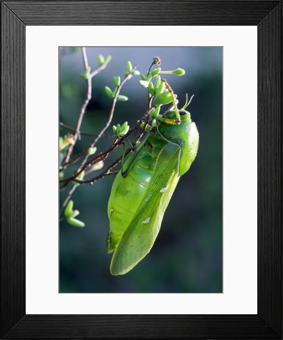 Framed Print : Bladder Grasshopper - male - East Cape South Africa Framed Print : Bladder Grasshopper - male - East Cape South Africa