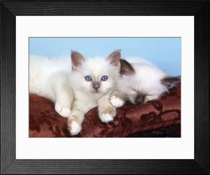 Framed Print : Birman Cat - kittens on cushion Framed Print : Birman Cat - kittens on cushion