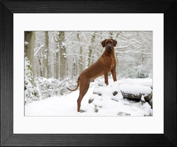 Framed Print : DOG - Rhodesian ridgeback on snow covered log pile Framed Print : DOG - Rhodesian ridgeback on snow covered log pile