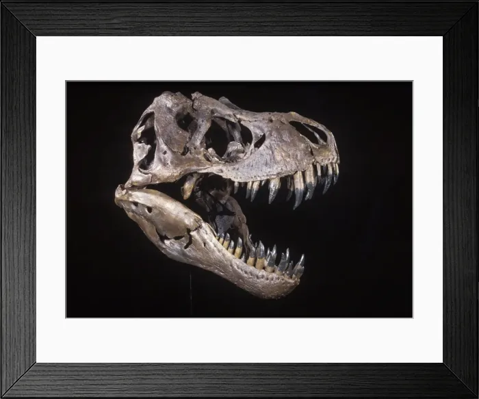 Framed Print : Dinosaur: Tyrannosaurus rex. Upper Cretaceous. Skull of Stan, a T rex excavated by personel of the Black Hills Institute of Geological Research. Stan now resides at the Museum of the Black Hills Intitute Framed Print : Dinosaur: Tyrannosaurus rex. Upper Cretaceous. Skull of Stan, a T rex excavated by personel of the Black Hills Institute of Geological Research. Stan now resides at the Museum of the Black Hills Intitute