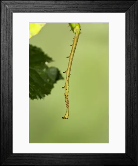 Framed Print : Jungle Nymph - close up showing spikes on leg used for defence - Controlled conditions 15285 Framed Print : Jungle Nymph - close up showing spikes on leg used for defence - Controlled conditions 15285