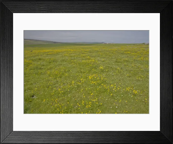 Framed Print : Farmland Flower Meadows - Mainland - Orkney LA005074 Framed Print : Farmland Flower Meadows - Mainland - Orkney LA005074