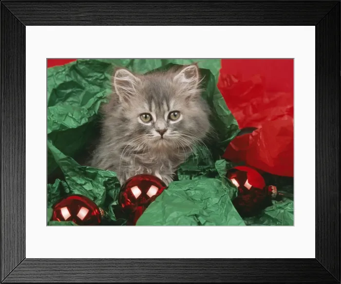 Framed Print : Cat JD 16791 E With tissue paper & baubles © John Daniels / ardea. com Framed Print : Cat JD 16791 E With tissue paper & baubles © John Daniels / ardea. com