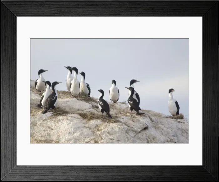 Framed Print : Rough-faced Shag / New Zealand King Shag - Duffers Reef, Pelorous Sound one of the Marlborough Sounds, South Island, New Zealand. Endemic to the South Island and there are believed to be less than 500 birds in existence Framed Print : Rough-faced Shag / New Zealand King Shag - Duffers Reef, Pelorous Sound one of the Marlborough Sounds, South Island, New Zealand. Endemic to the South Island and there are believed to be less than 500 birds in existence