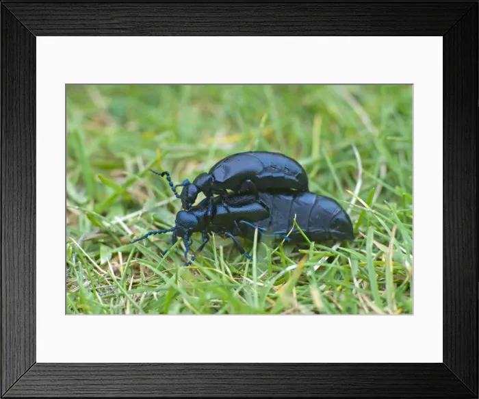 Framed Print : Oil Beetles - Cornwall - UK Framed Print : Oil Beetles - Cornwall - UK