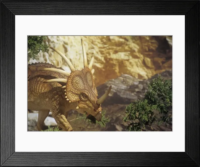Framed Print : Styracosaurus browsing. Late Cretaceous Framed Print : Styracosaurus browsing. Late Cretaceous