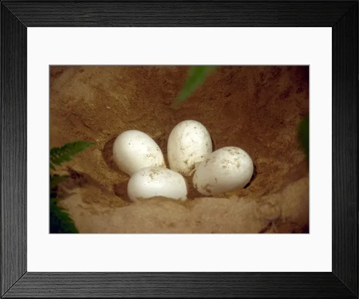 Framed Print : Prehistoric Reconstruction - Plesiosaur Eggs in nest chamber, C. Oxoniensis Late Jurassic Framed Print : Prehistoric Reconstruction - Plesiosaur Eggs in nest chamber, C. Oxoniensis Late Jurassic