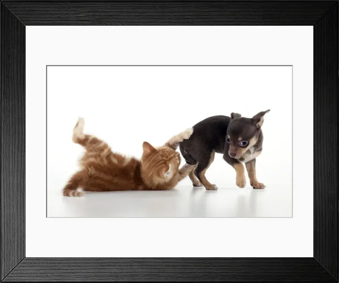 Framed Print : DOG - Chihuahua puppy and kitten playing together Framed Print : DOG - Chihuahua puppy and kitten playing together