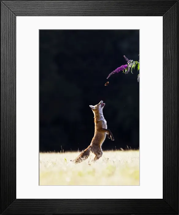 Framed Print : Red Fox - cub jumping for butterfly - controlled conditions 14273 Framed Print : Red Fox - cub jumping for butterfly - controlled conditions 14273