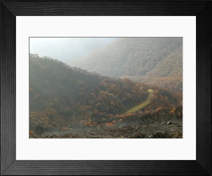 Framed Print : Alpine National Park JLR 56 Near Falls Creek, North East Victoria, Australia © Jean-Marc La-Roque  /  ardea. com