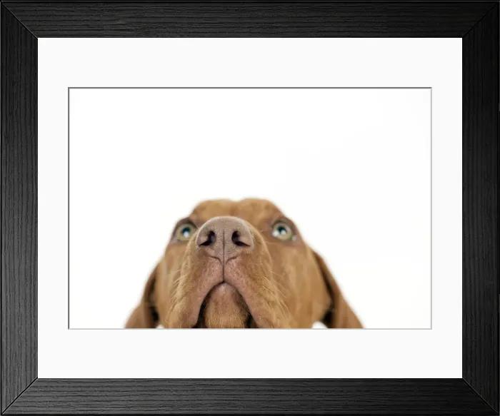 Framed Print : DOG - Hungarian vizsla puppy (close up of nose) Framed Print : DOG - Hungarian vizsla puppy (close up of nose)