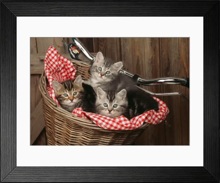 Framed Print : Cat JD 16793 E 3 Kittens in basket on bicycle © John Daniels / ardea. com Framed Print : Cat JD 16793 E 3 Kittens in basket on bicycle © John Daniels / ardea. com