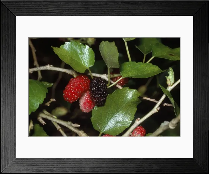 Framed Print : Black Mulberry Framed Print : Black Mulberry