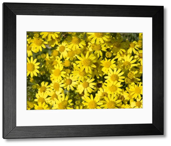 Framed Print : Common Ragwort - a mass of flowers, England, UK Framed Print : Common Ragwort - a mass of flowers, England, UK