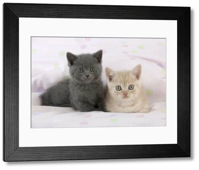 Framed Print : CAT - 7 week old british shorthair kittens Framed Print : CAT - 7 week old british shorthair kittens