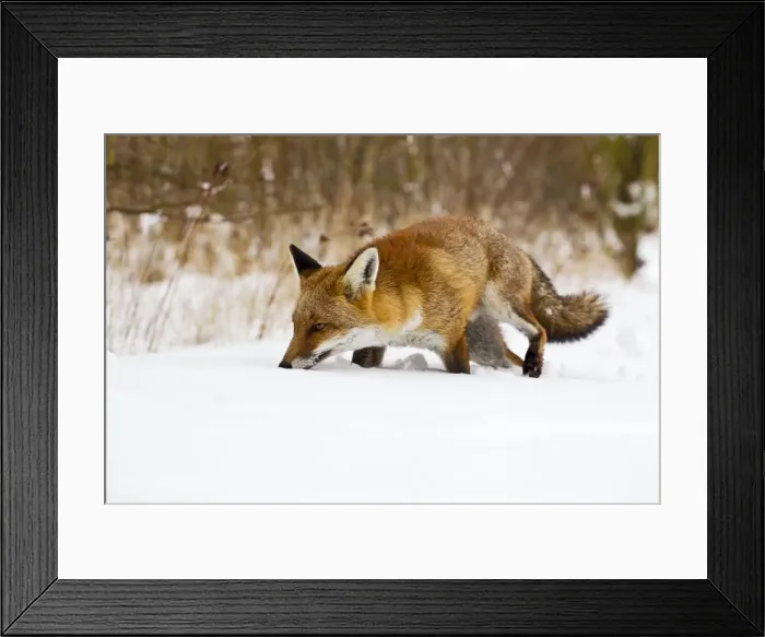 Framed Print : Red Fox - walking in snow - controlled conditions 15462 Framed Print : Red Fox - walking in snow - controlled conditions 15462